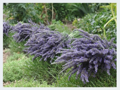 levandula